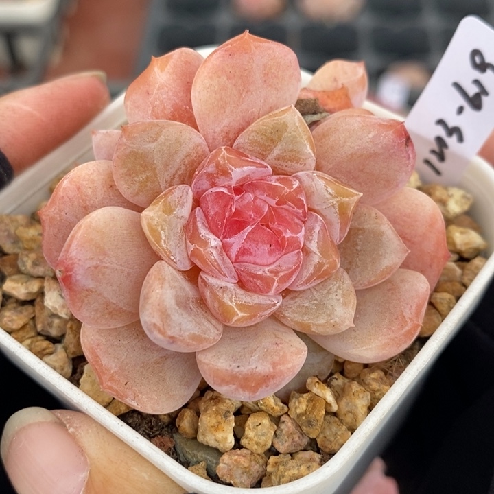 1213-619'糖心多肉双头