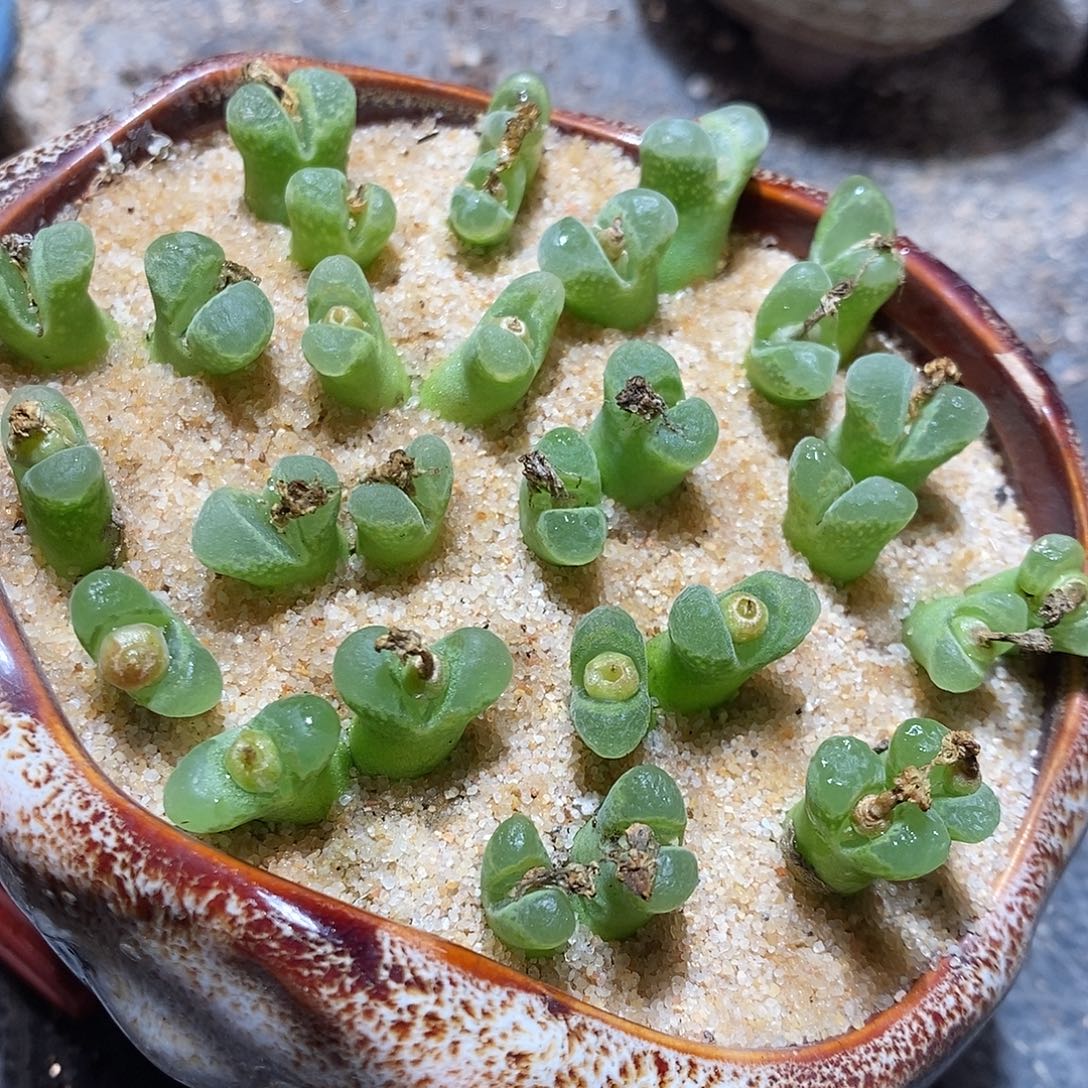 一颗双头奶瓶风铃。  