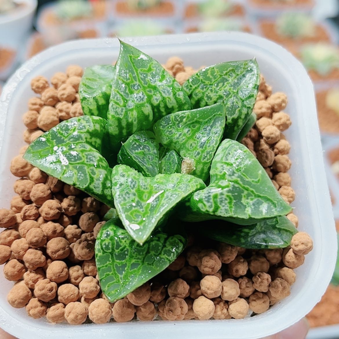 【闪购商品】假面舞会