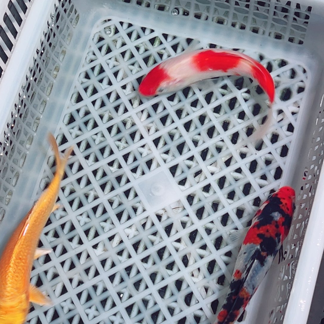 锦鲤锦鲤观赏鱼1111