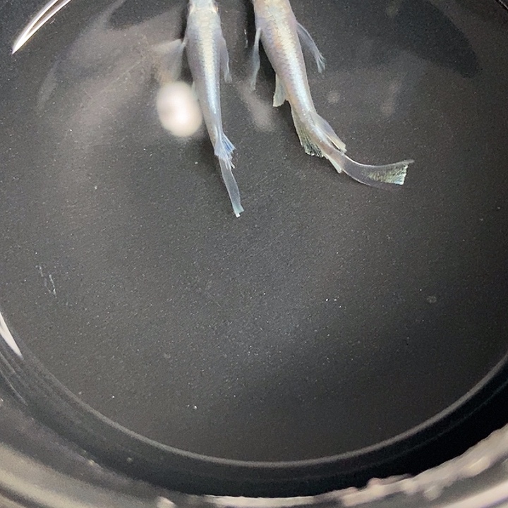 海水鱼墨子的鱼15号长天