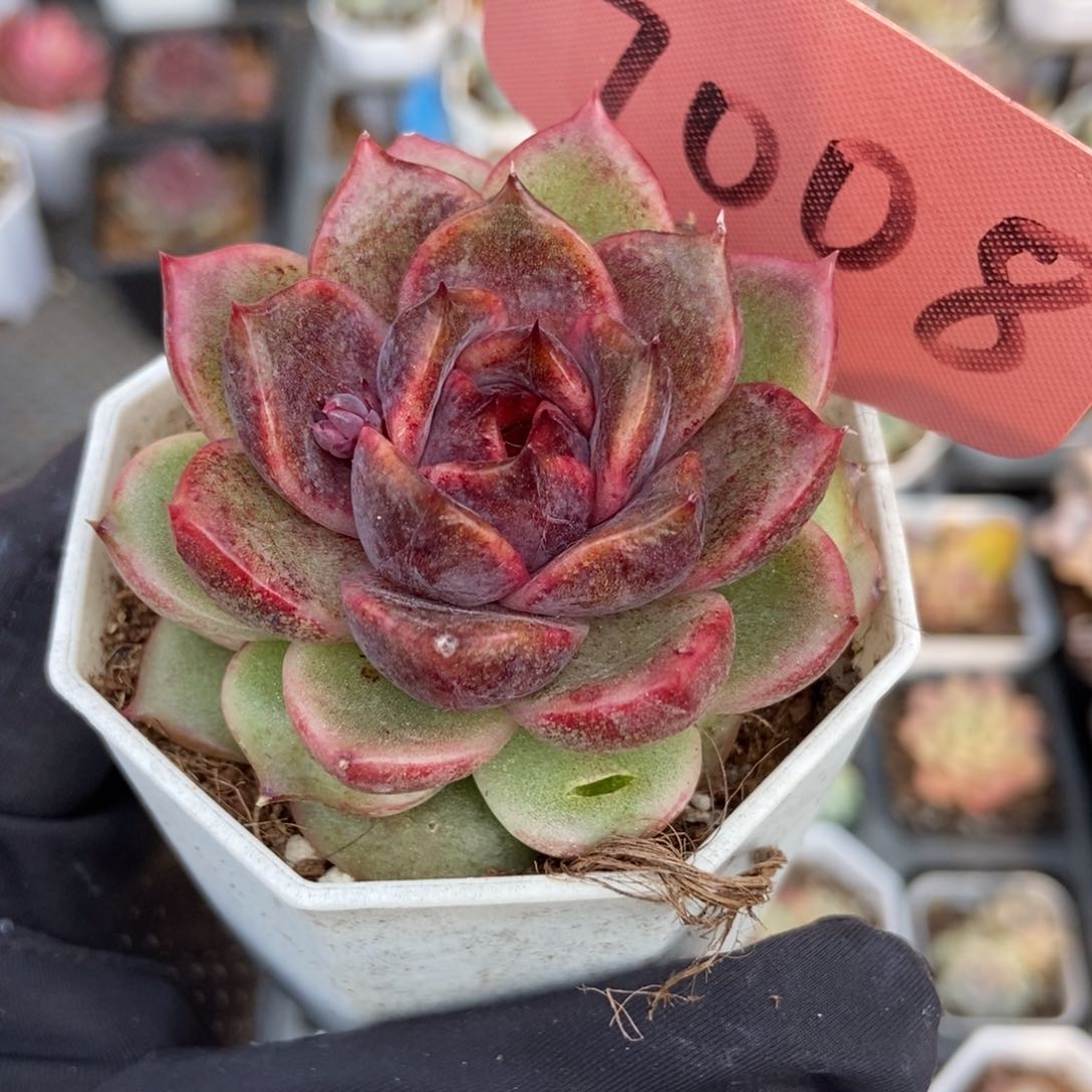 7008水晶玫瑰多肉植物