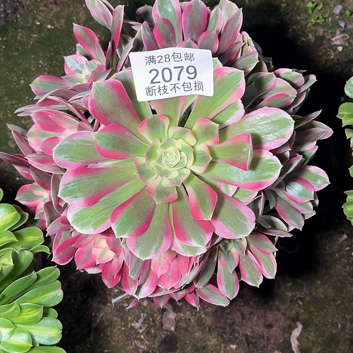 2079粉女郎多肉植物