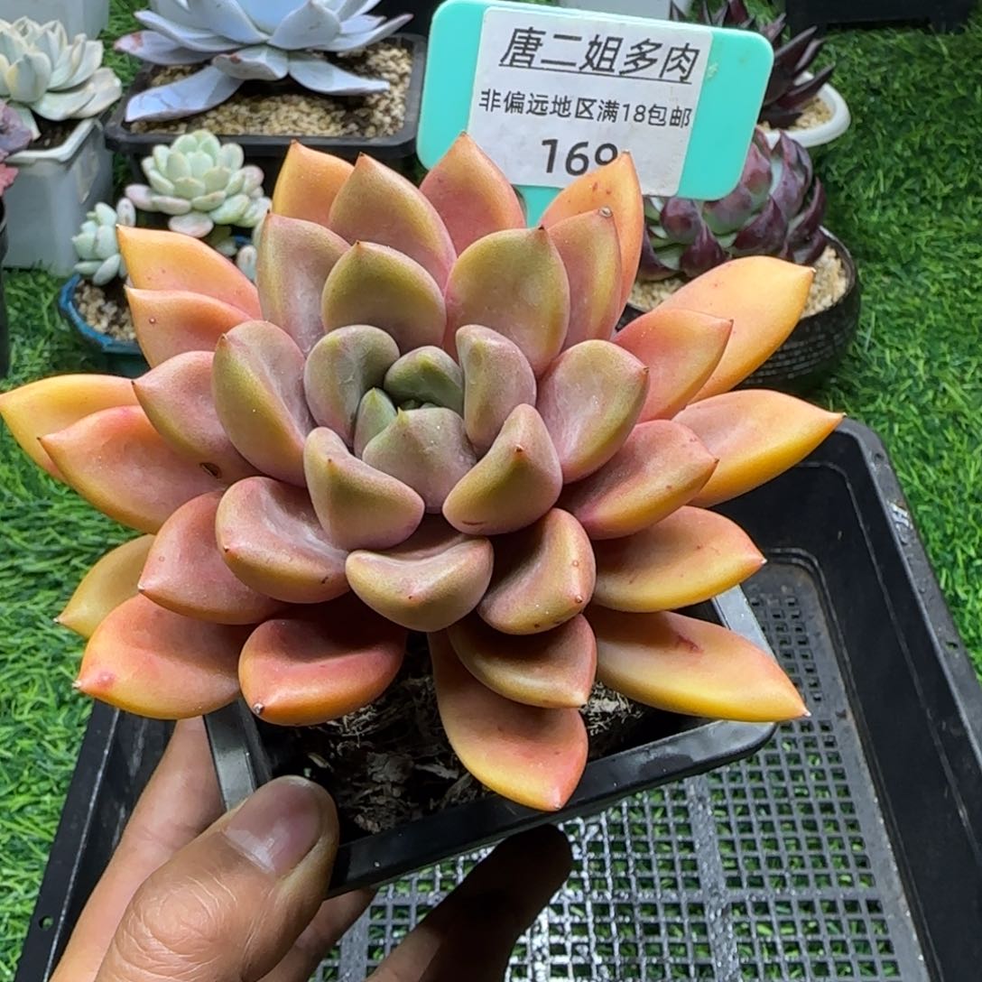 唐二姐多肉编号169