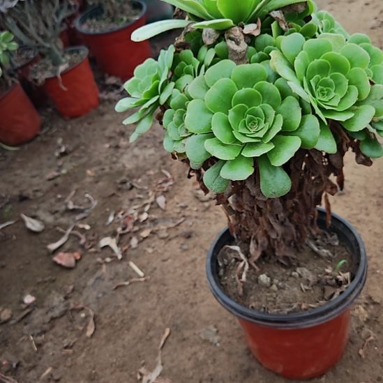 绿羊绒加急发货了7