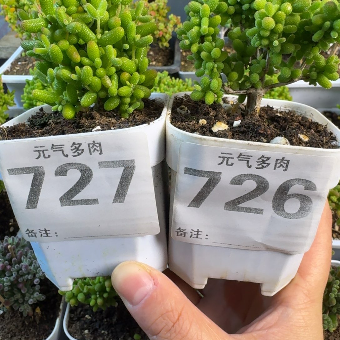 C***陈枝干枝干枝干枝干