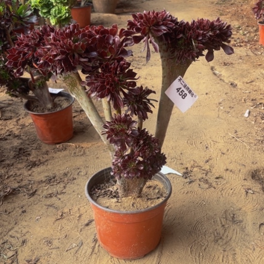 458，黑法师缀包邮