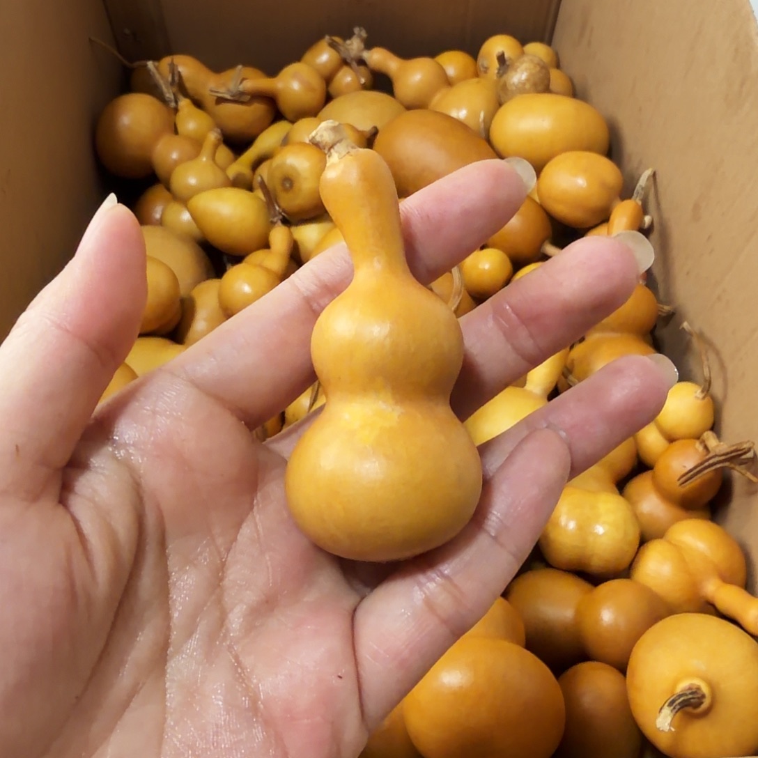 团***剧纯天然的真葫芦40