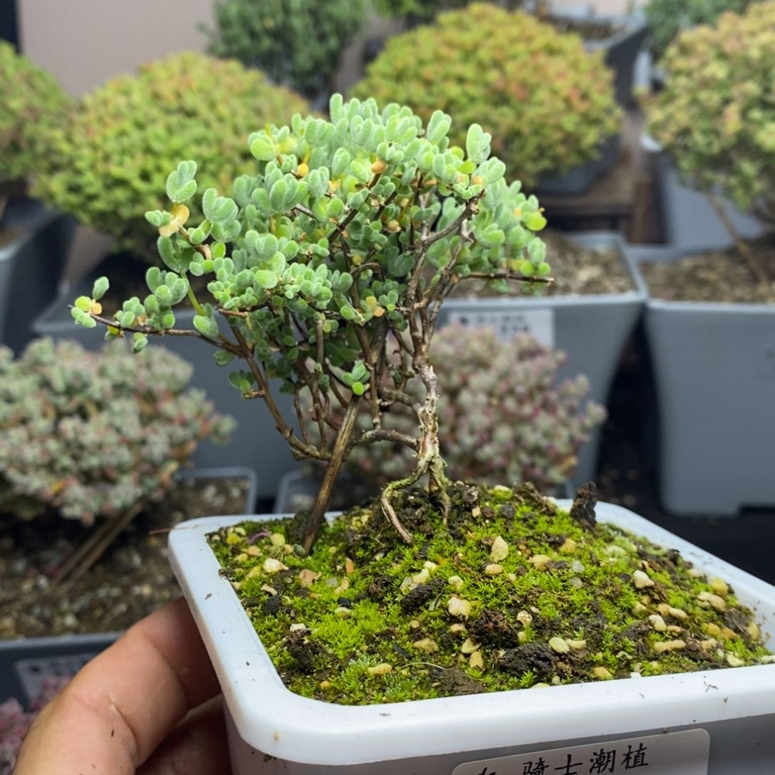 1365实生莱斯提根造型桩