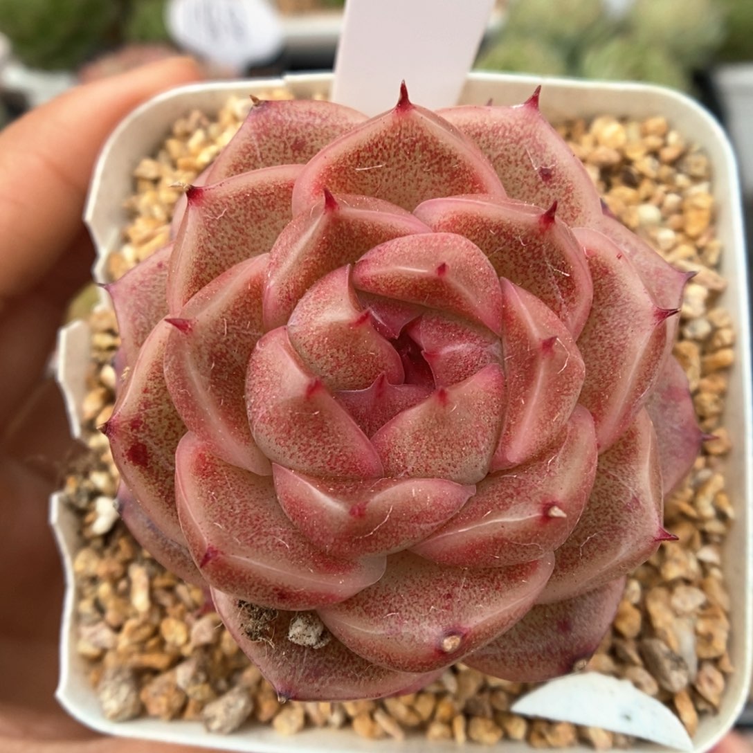 油透麦秆可拍342号。  