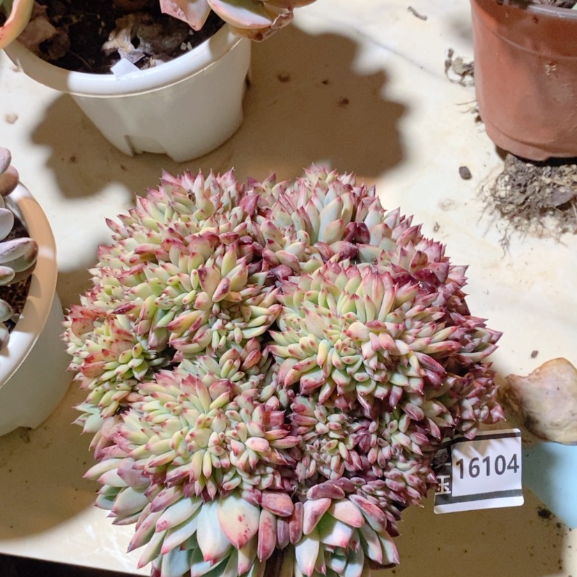 【闪购商品】红拉糖缀16104