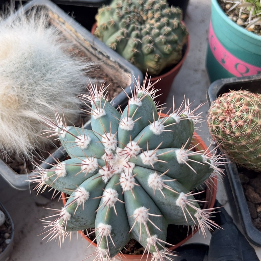 高****零零落落 零零落落