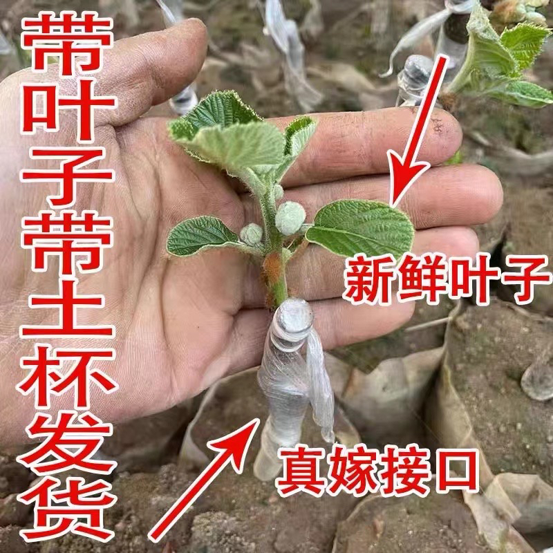 【猕猴桃树苗】南北方种植庭院阳台盆栽果树苗