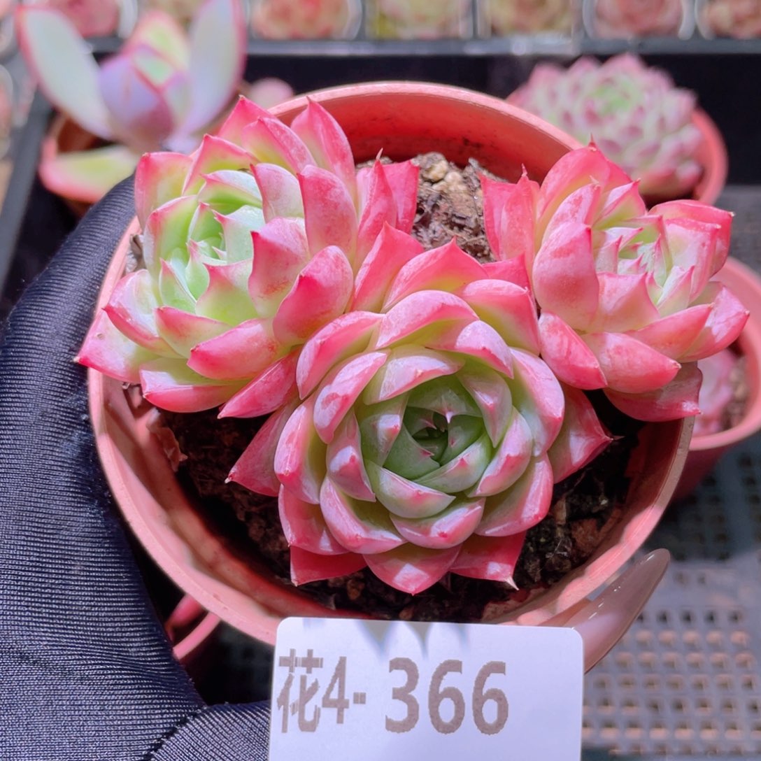 花利美4-366孤星群