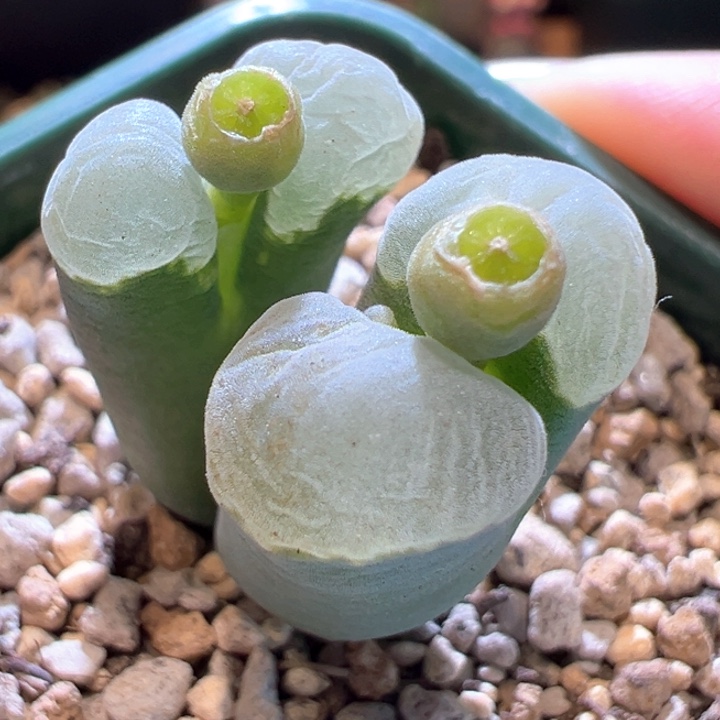 19。 青蛙种源优选五年母本2151