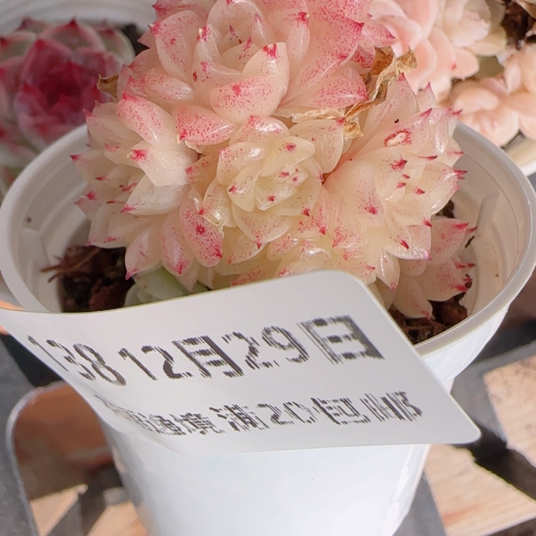 日***落花语多肉1229-138散