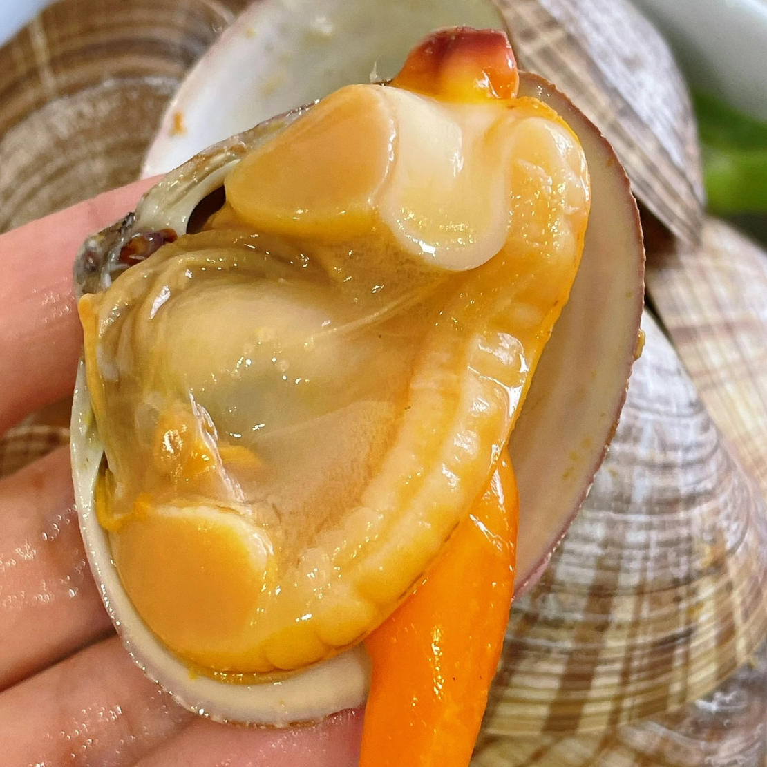 【清蒸】大文贝（6只）一份-深夜食堂