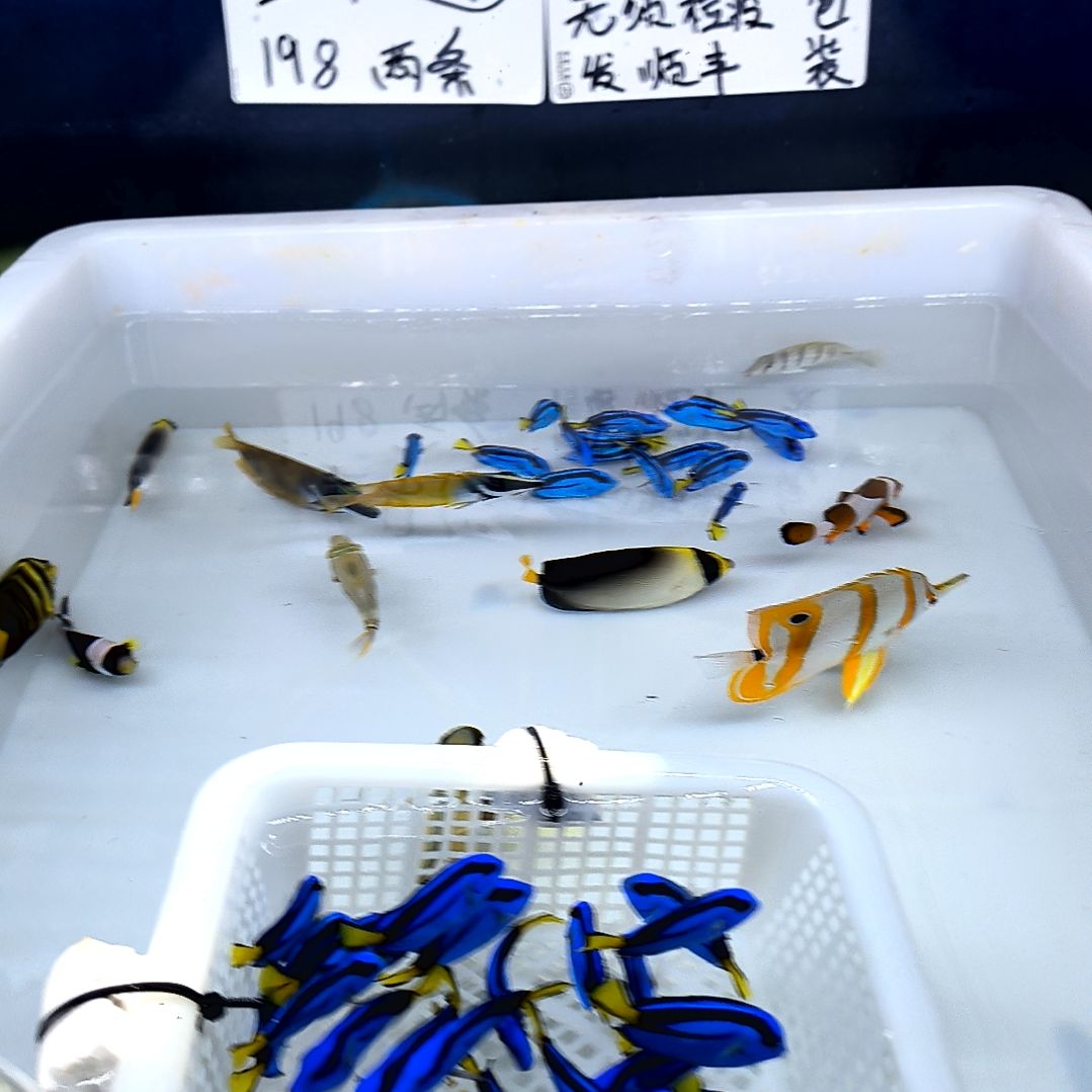 海水鱼蓝吊4+2条/5号系统