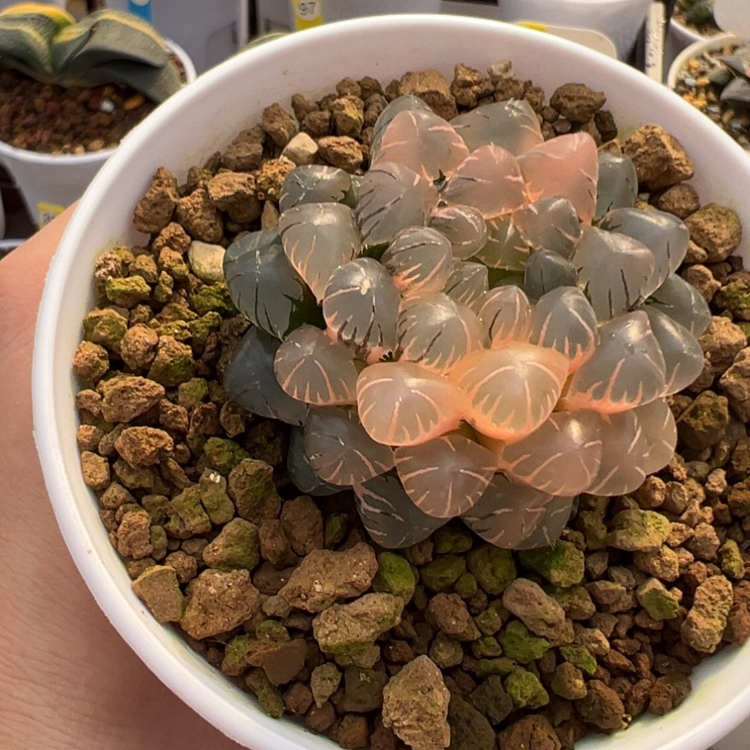 OB冰灯玉露锦11111111111