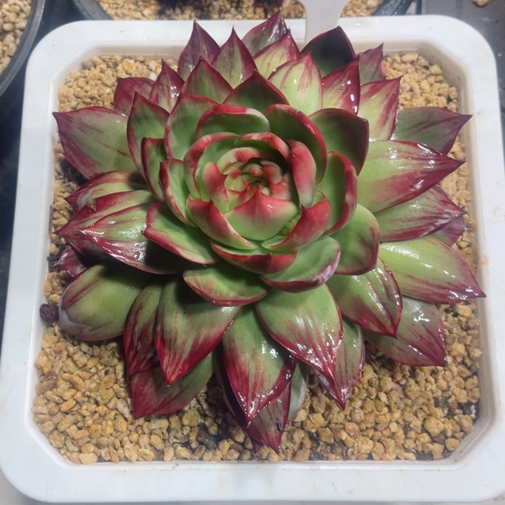 缘***️惊鸿仙子多肉植物A110