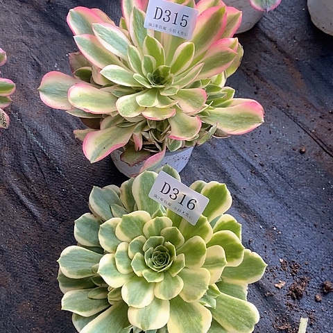 315、316迈巴赫香妃多肉组合2颗