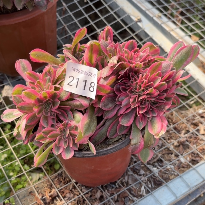 粉女巫坠多肉法师2118