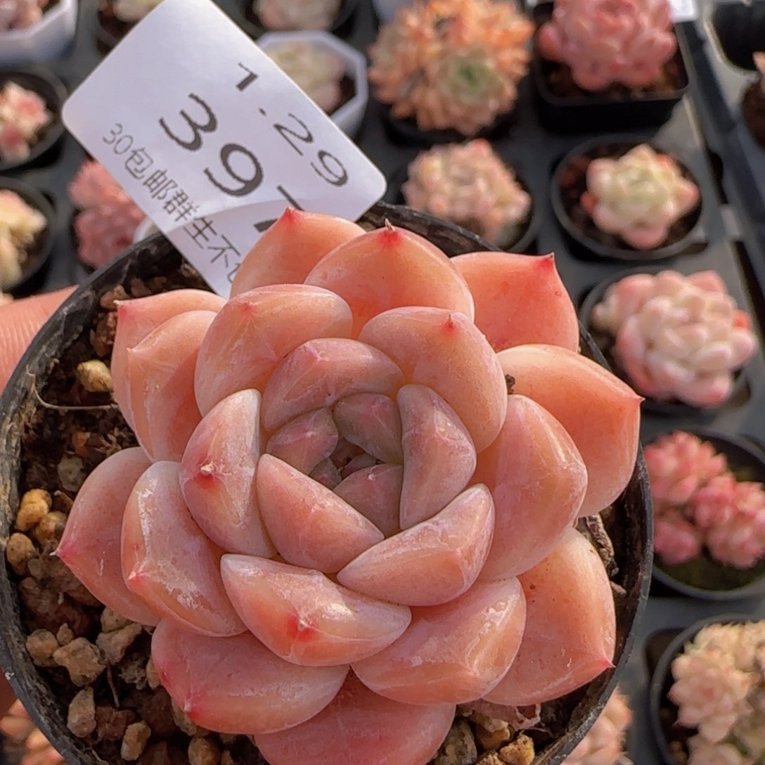 秘境冰魄单头一颗脱土