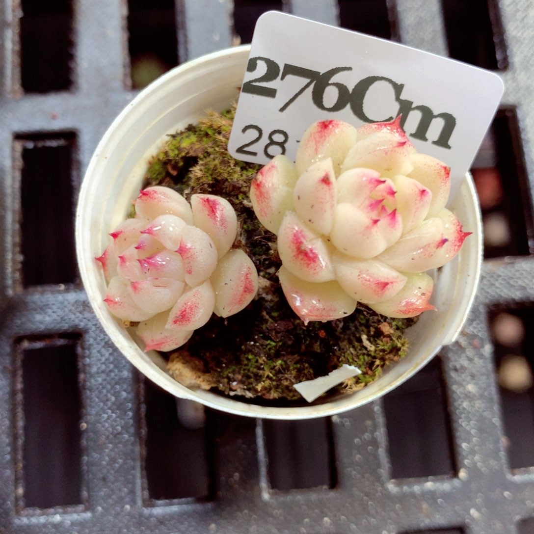 5厘米盆精控多肉276