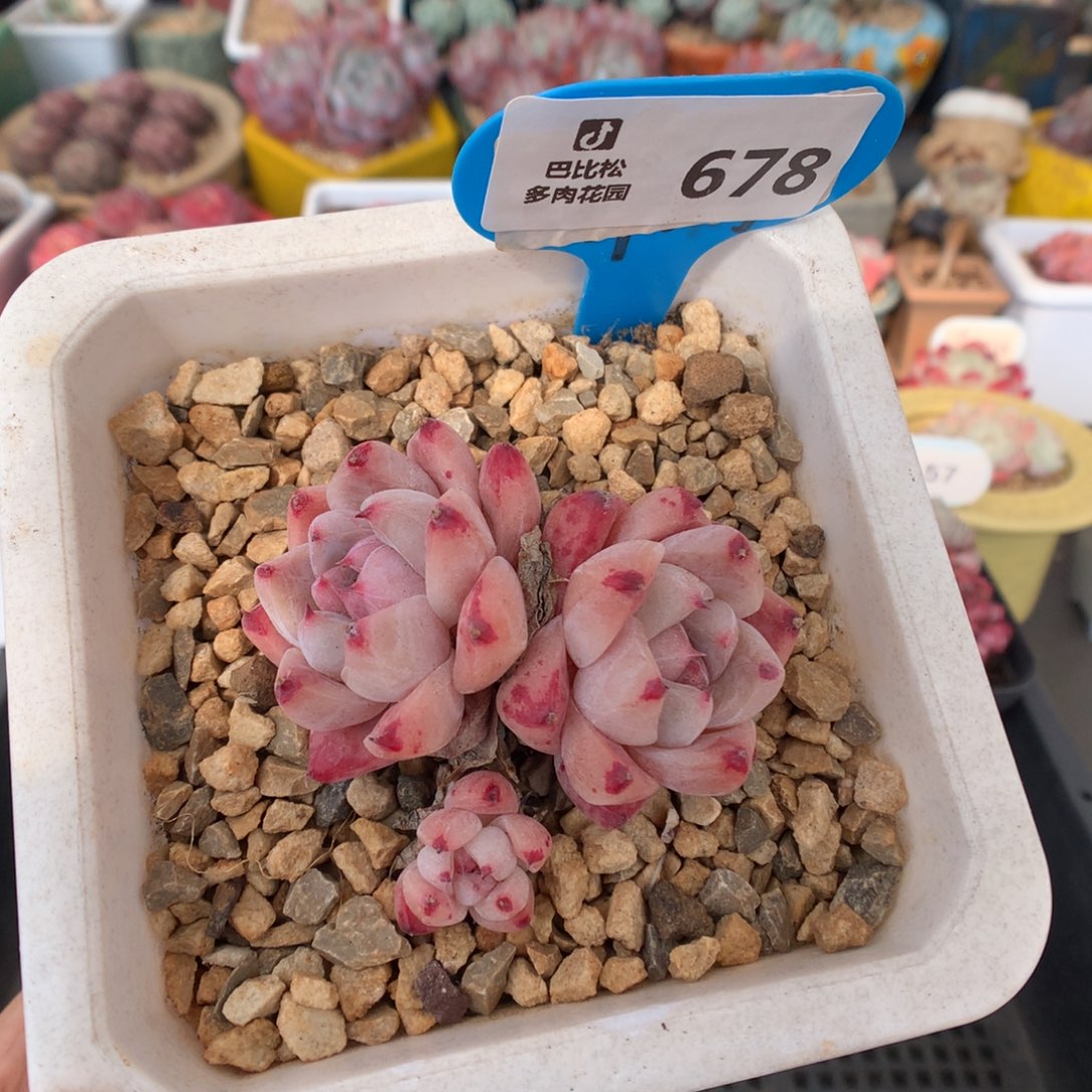 678佳人多肉植物福利