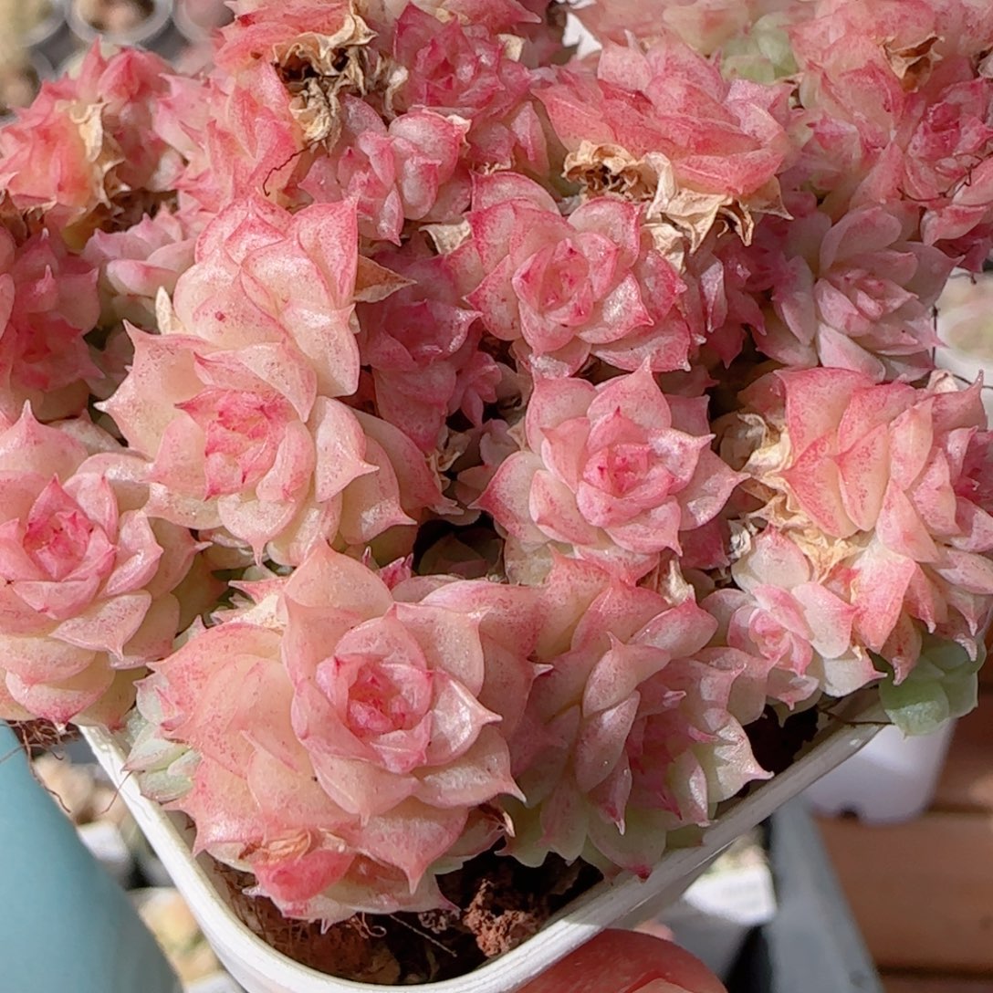 花语多肉0104-255散