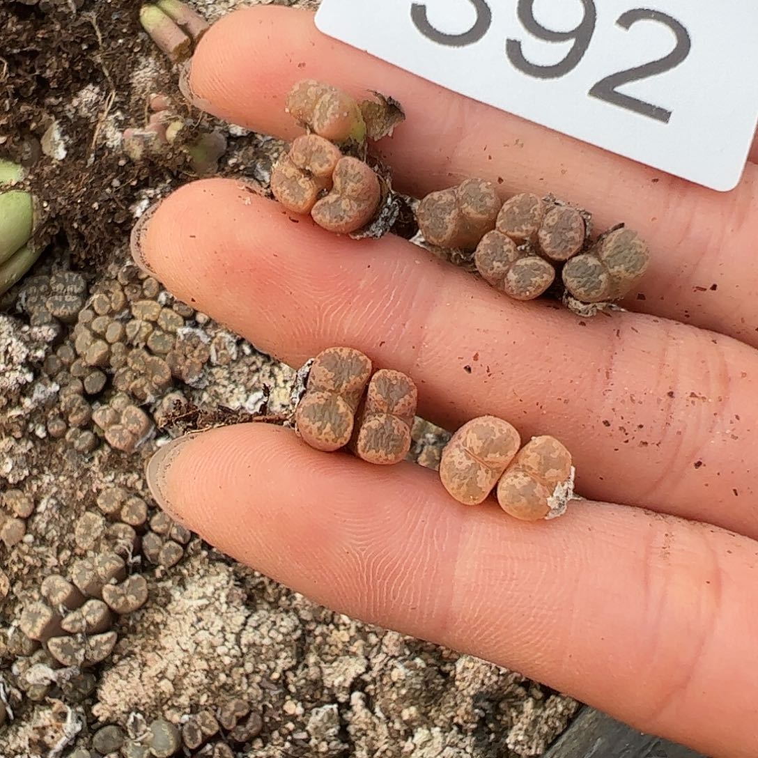 嫣***哎一物一拍优选蕾丝蝴蝶勋章392