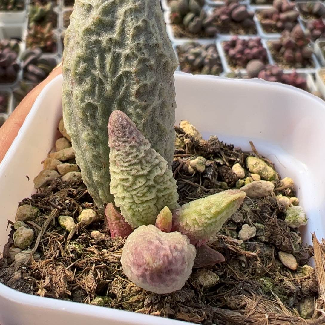 超大母叶融冰多肉植物水泡