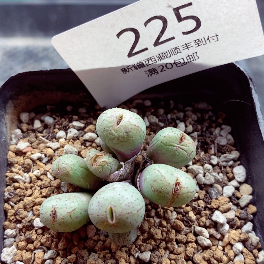 我的小姐姐们都是我225