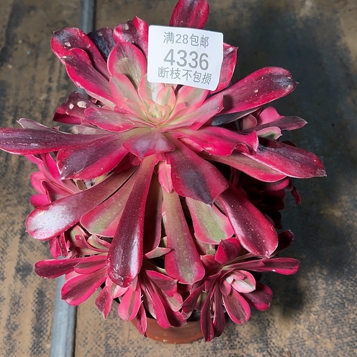 4336美杜莎多肉植物