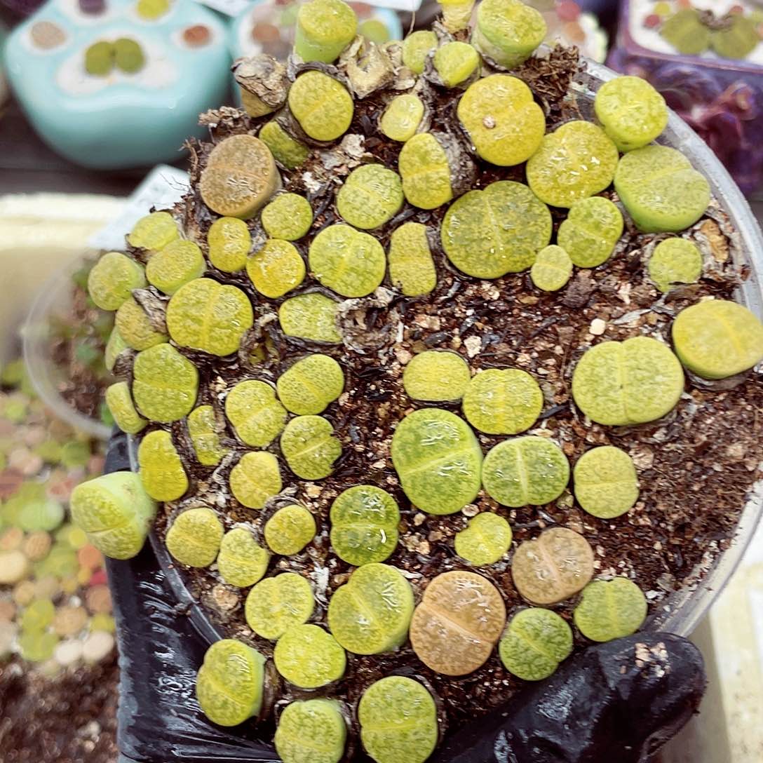 生石花18包邮0906-36