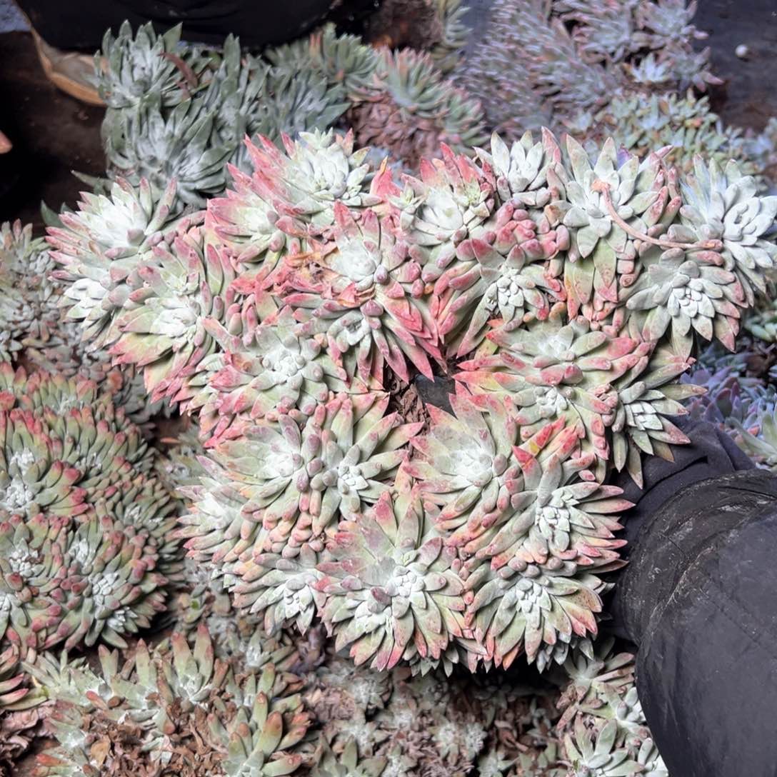 5350白姆哈哈哈哈哈哈哈