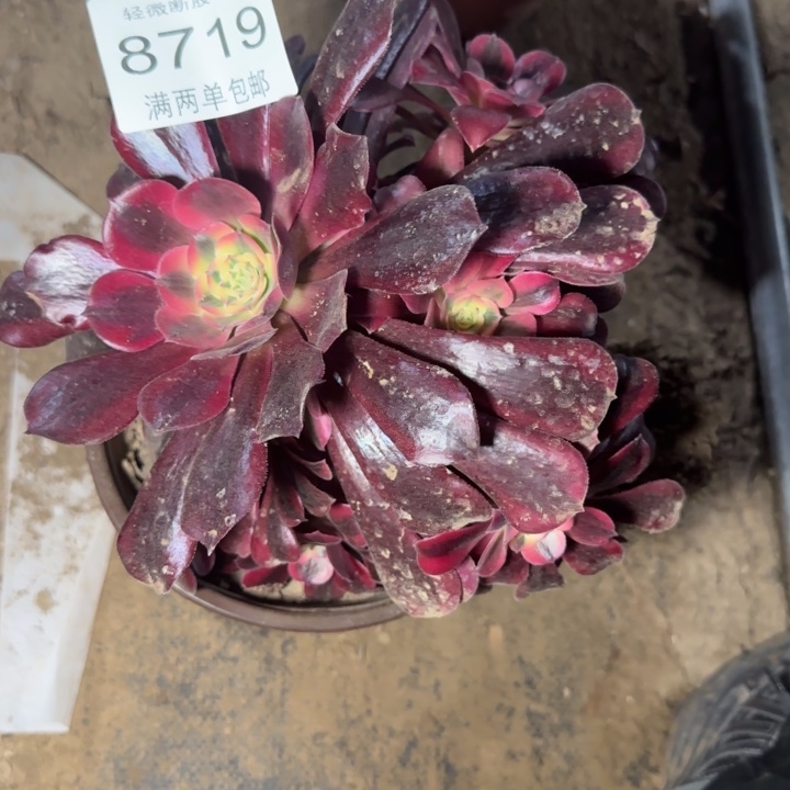 8719美杜莎多肉植物