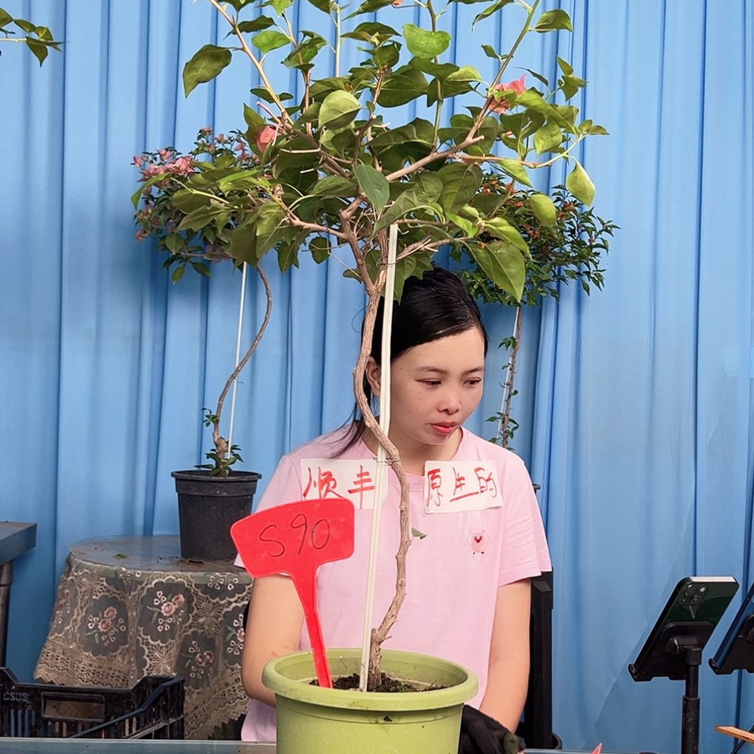 大部分开放少量花苞S90暗夕