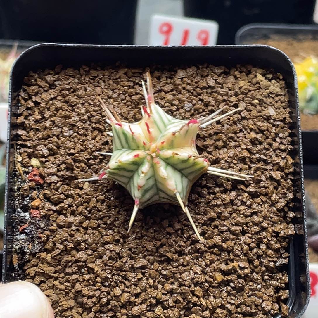 伤特 羽田斑马锦大戟 包邮