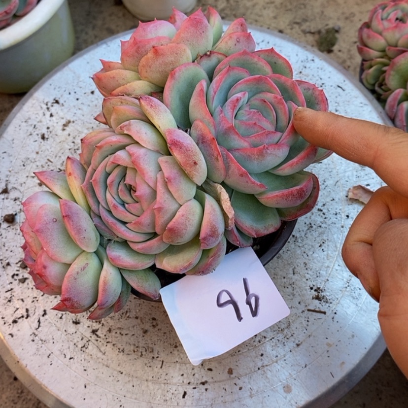 【闪购商品】?多肉植物的