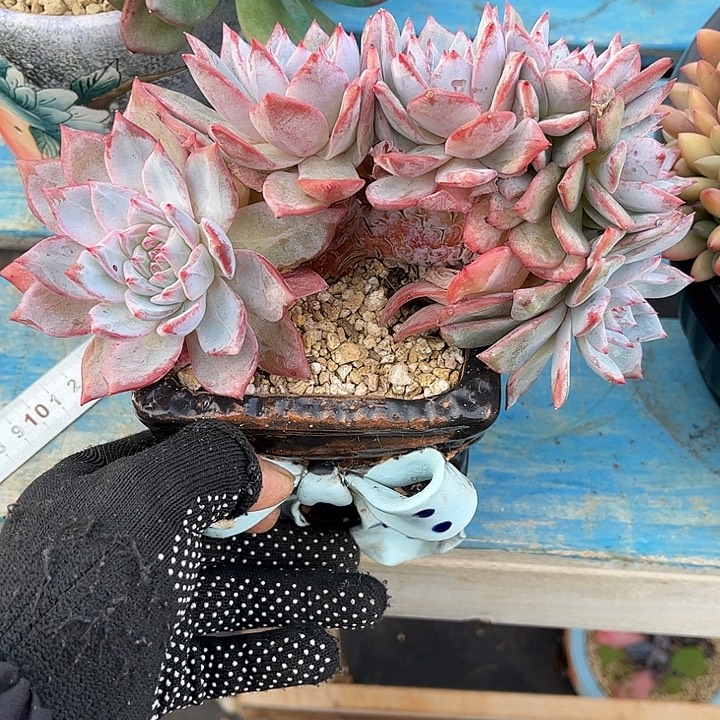多肉植物一物一拍