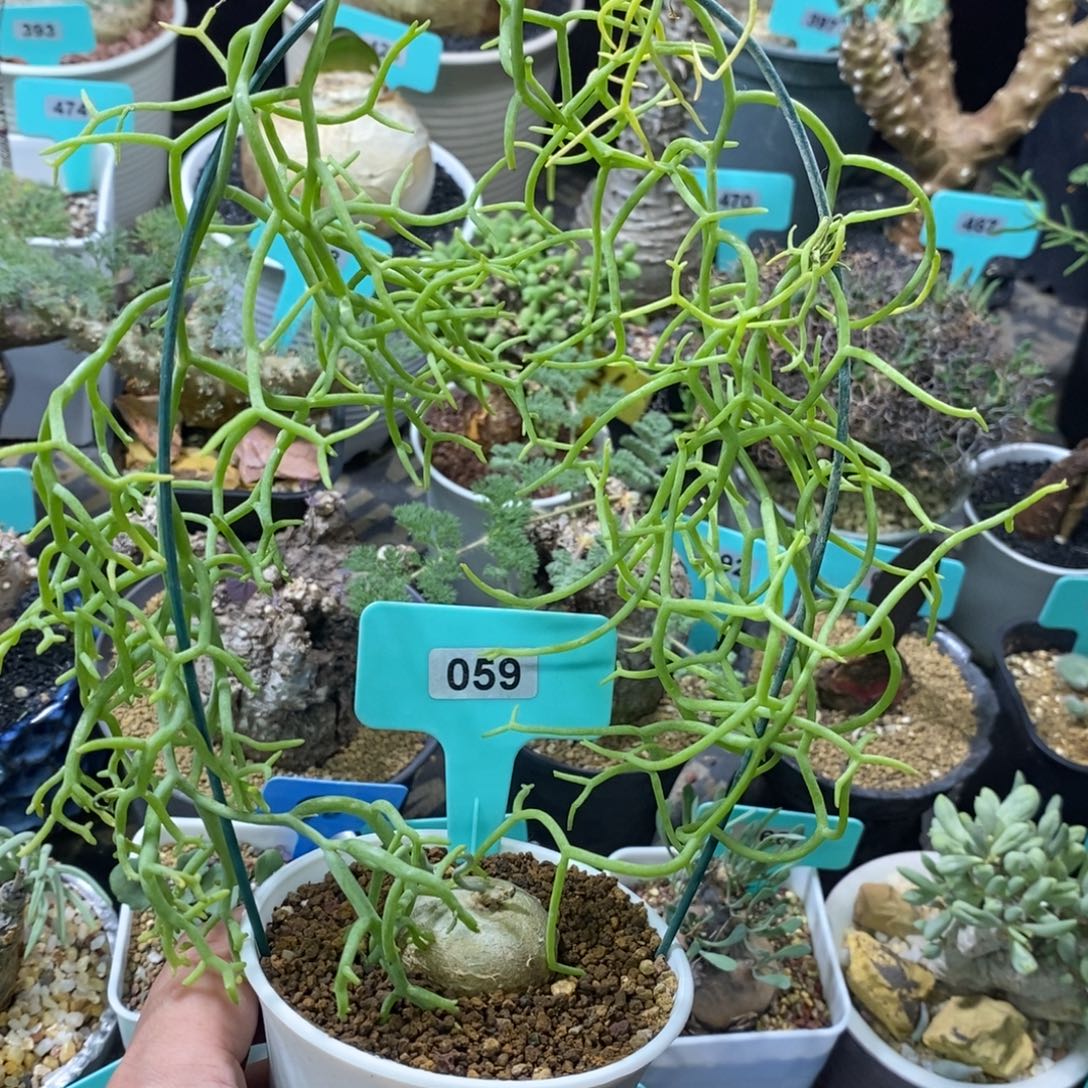 鹿角苍角殿多肉植物