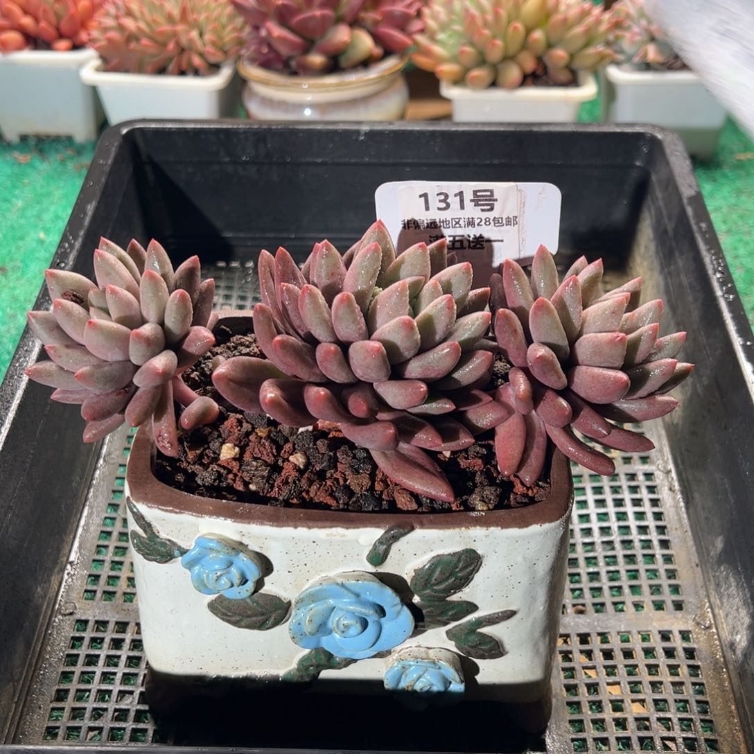 表妹精品多肉植物131.