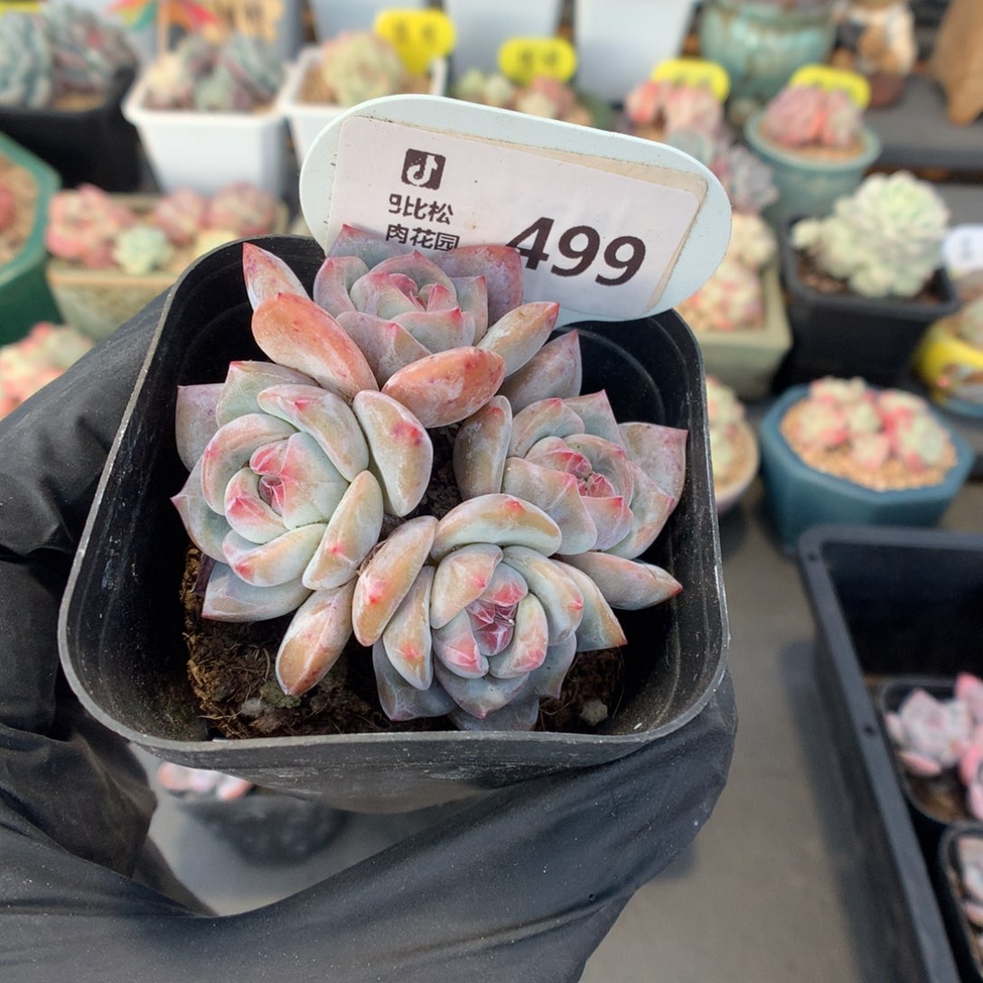 499 四头石榴籽星影多肉多肉