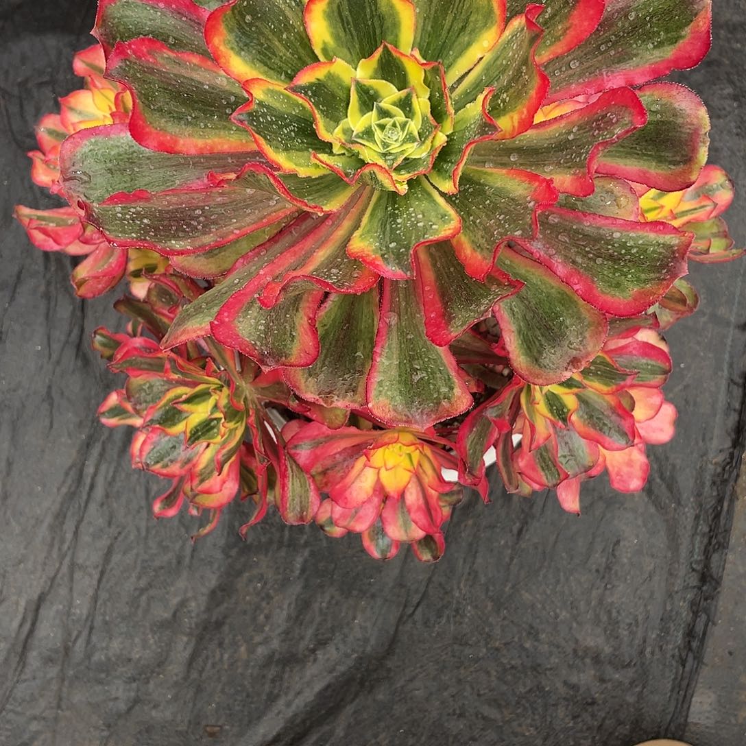 嘉***）暖暖法师嘉豪少爷方法发哥哥哈哈