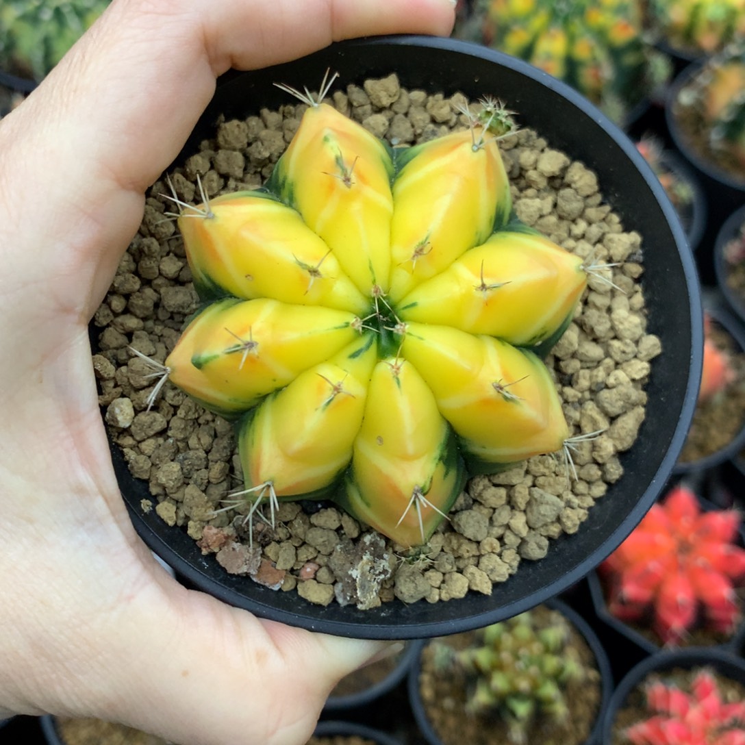 仙人球米哈牡丹锦