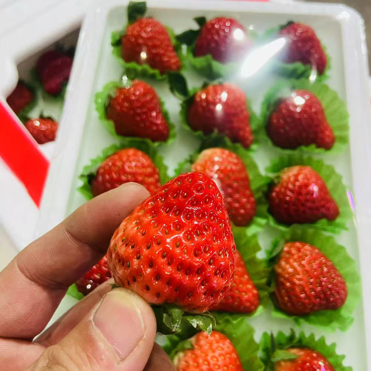 中果天窗净8两99草莓辽宁省