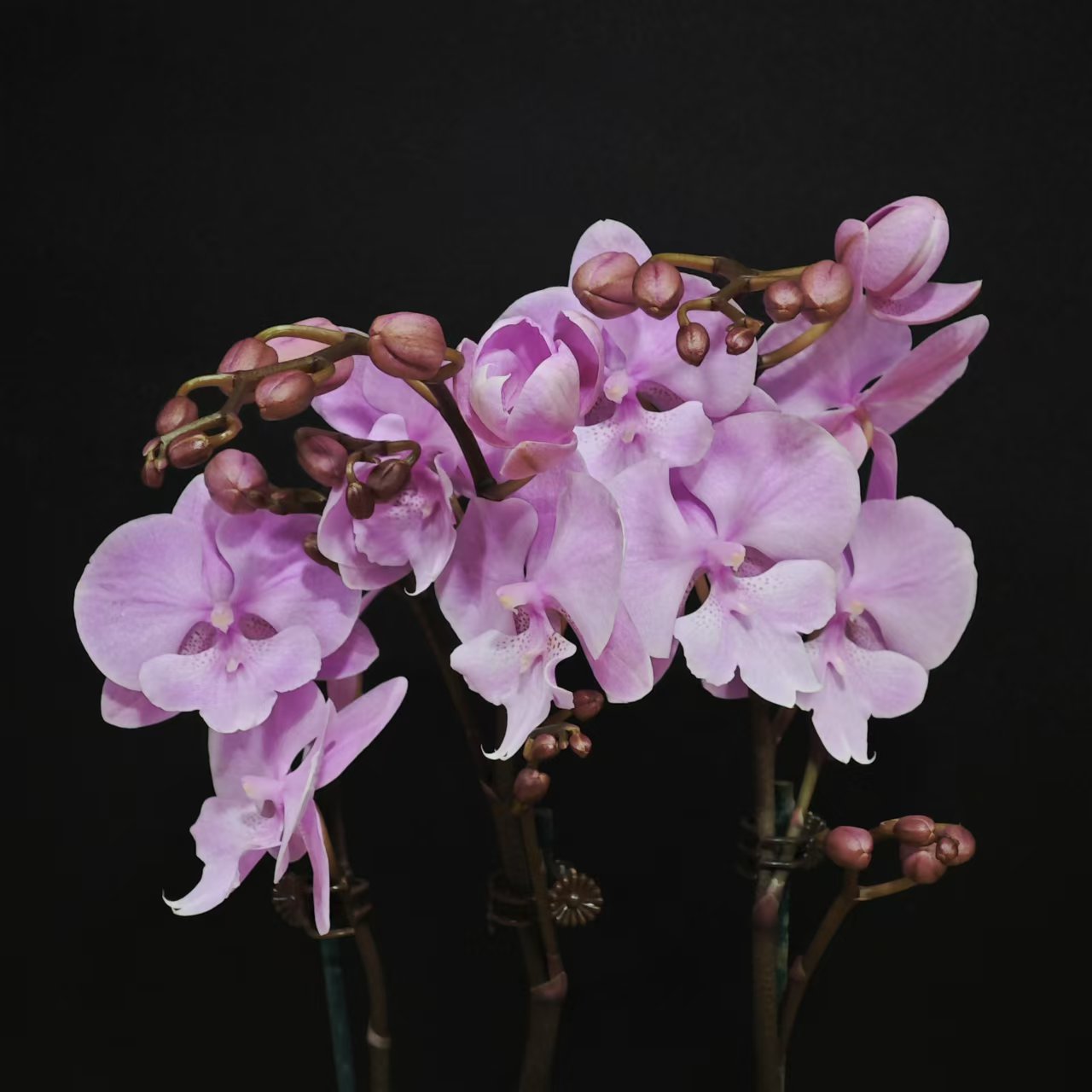 蝴蝶兰[禹城王子]（拍5颗及以上配盆）昆明基地直发