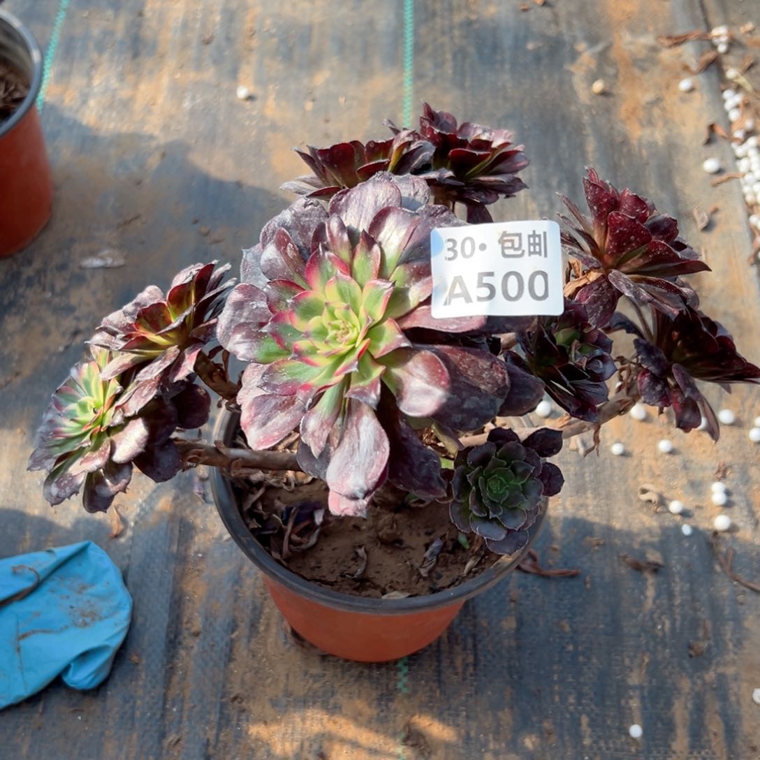 500 多肉断枝不包