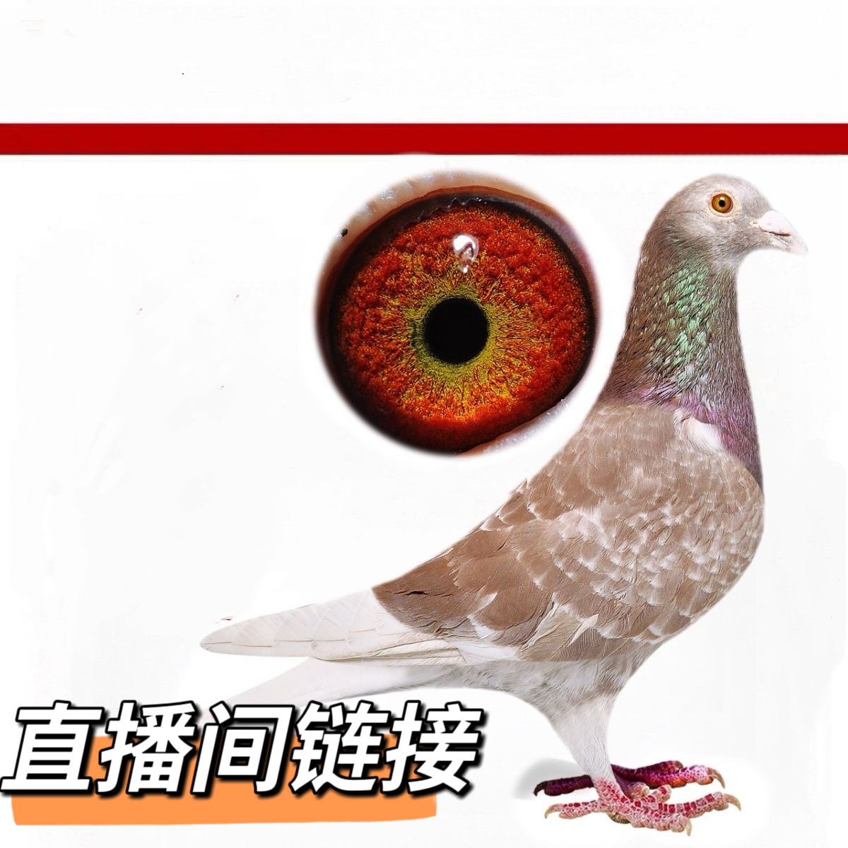 信鸽赛鸽公棚俱乐部种鸽幼鸽清棚售卖